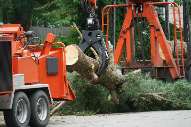 How Our Tree Care Process Works  in  Seneca, IL